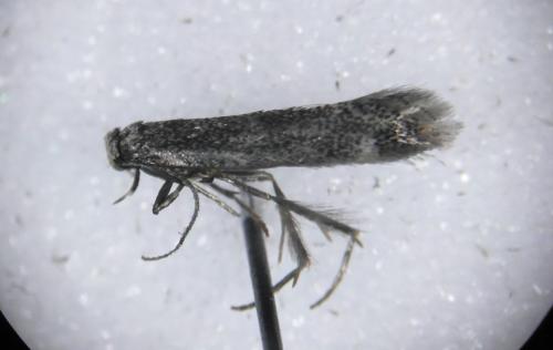 Elachista sp.